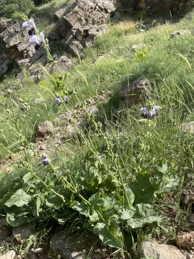 Salvia indica