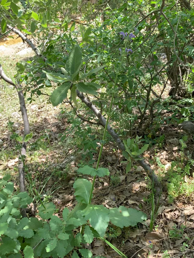 Salvia indica