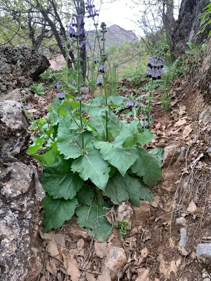 Salvia indica