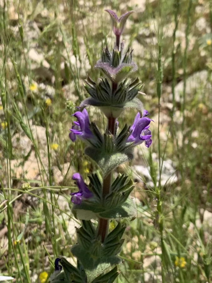 Salvia montbretii