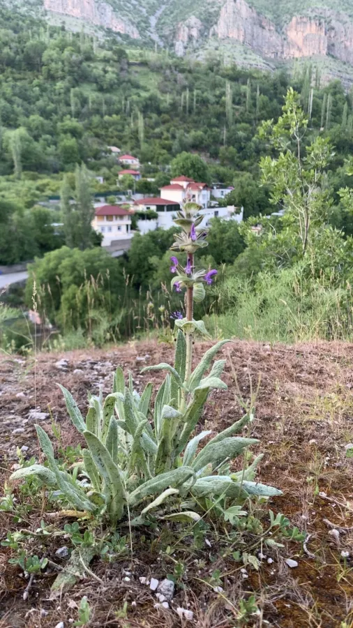 Salvia montbretii