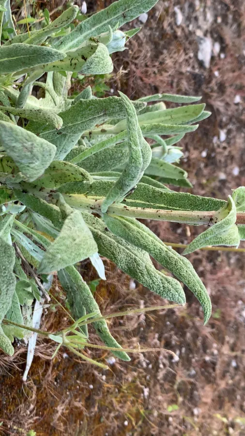 Salvia montbretii