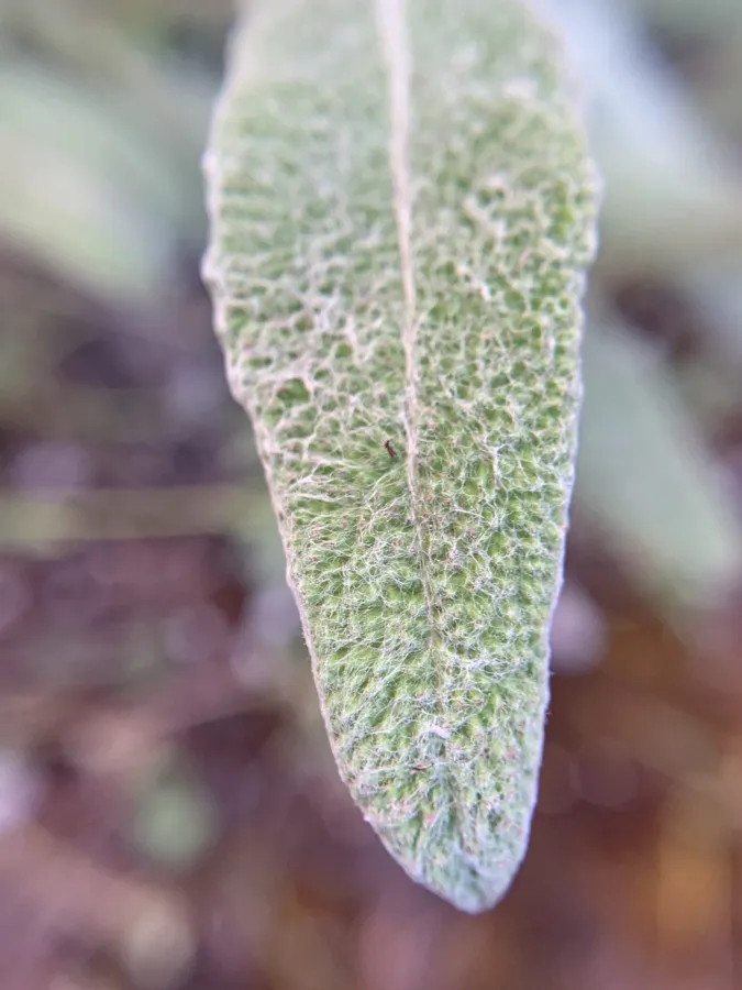 Salvia montbretii