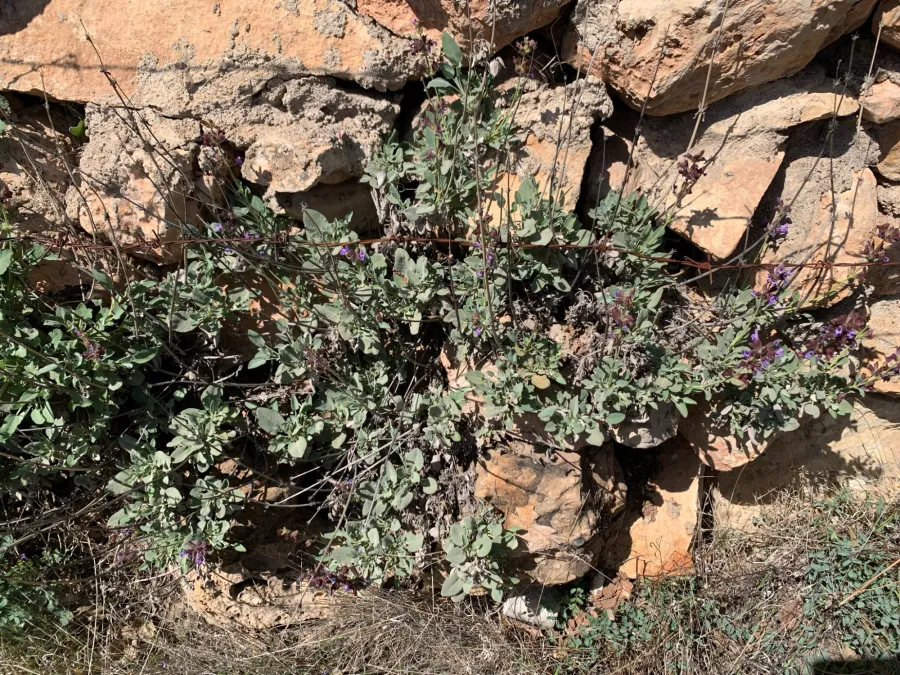 Salvia multicaulis