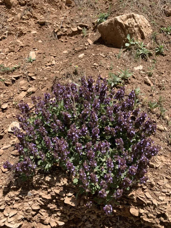Salvia multicaulis