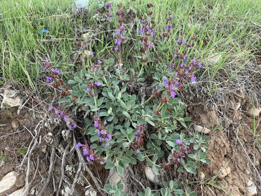 Salvia multicaulis