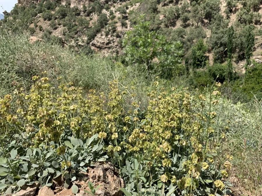 Salvia multicaulis