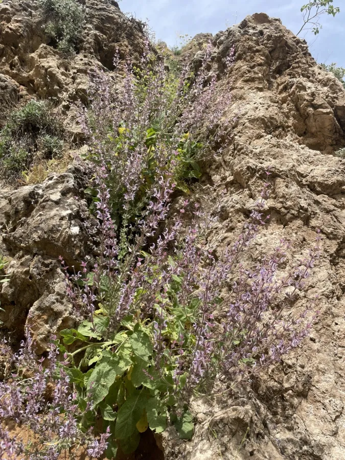 Salvia palaestina