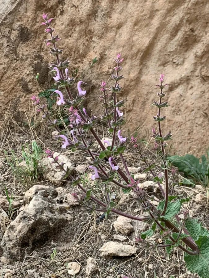 Salvia palaestina