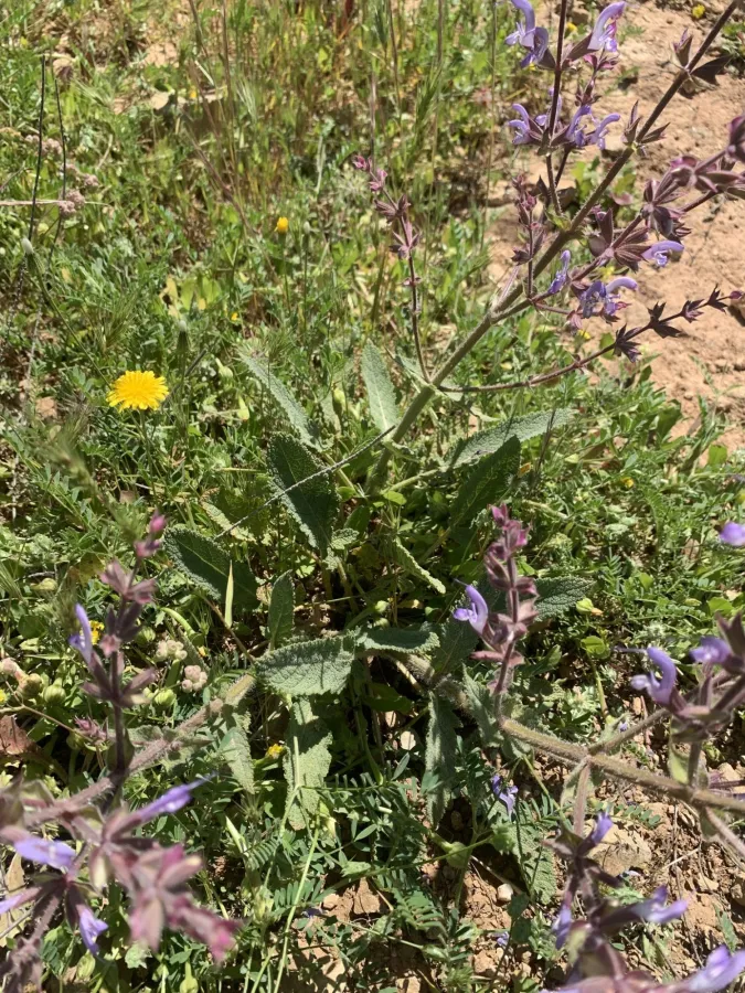 Salvia palaestina