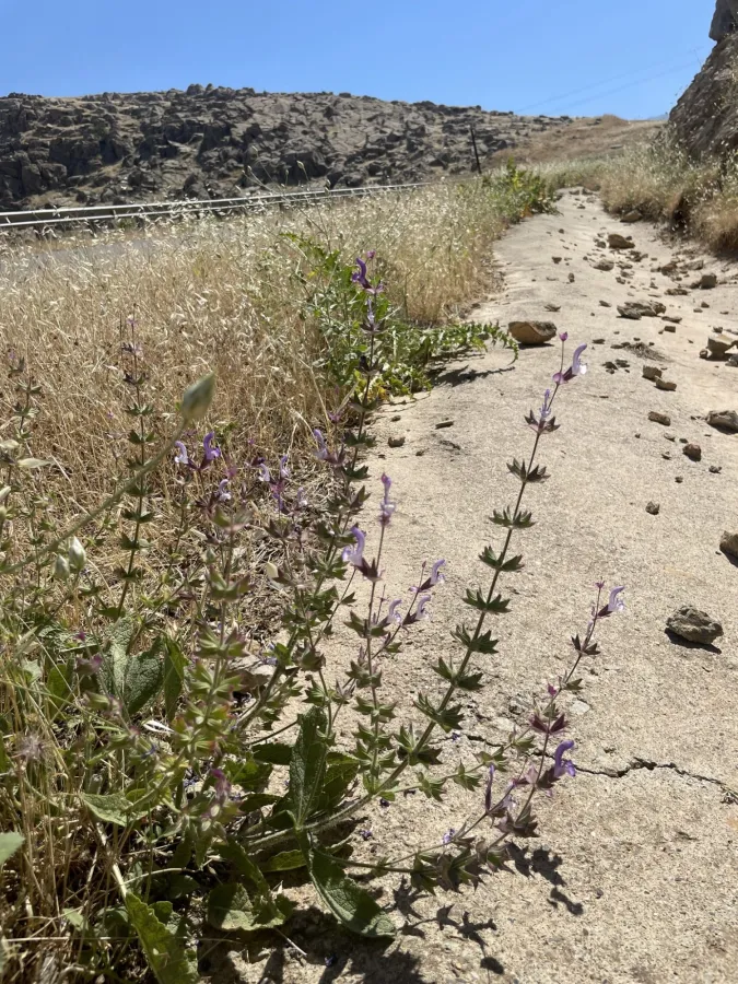 Salvia palaestina