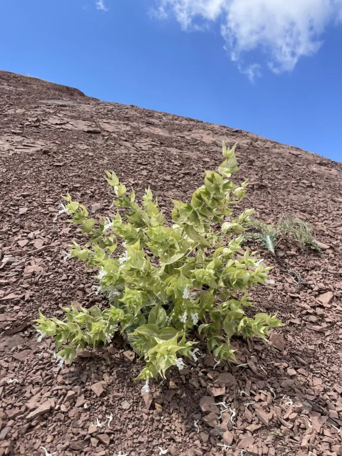 Salvia reuteriana