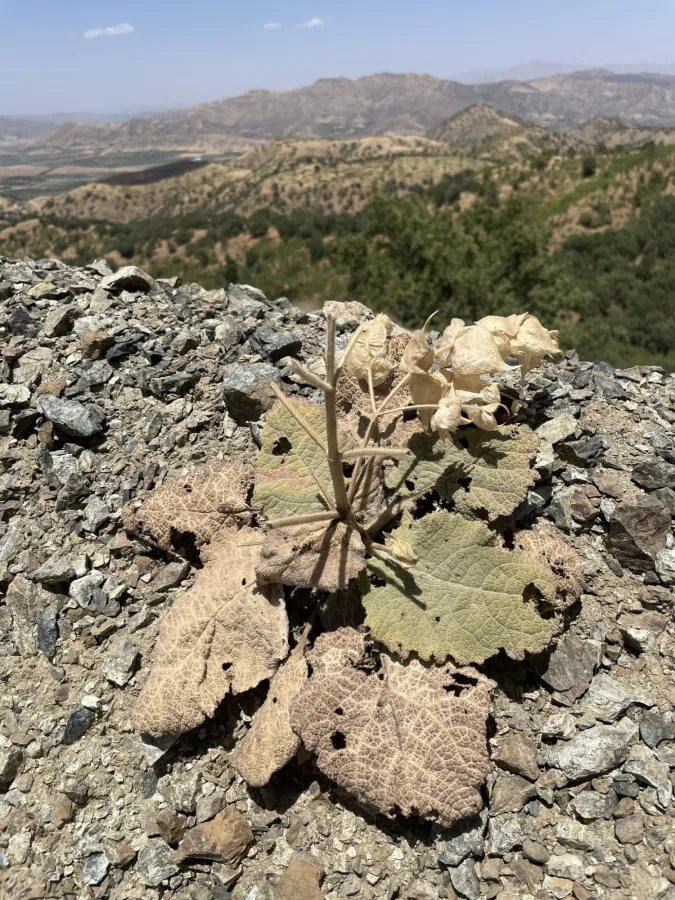 Salvia reuteriana