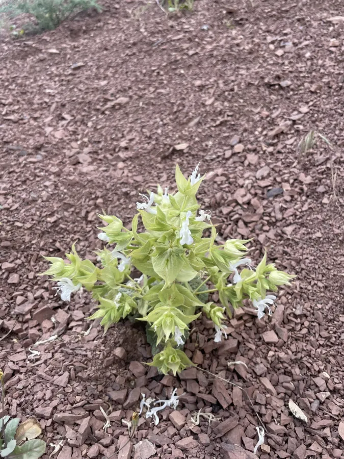 Salvia reuteriana