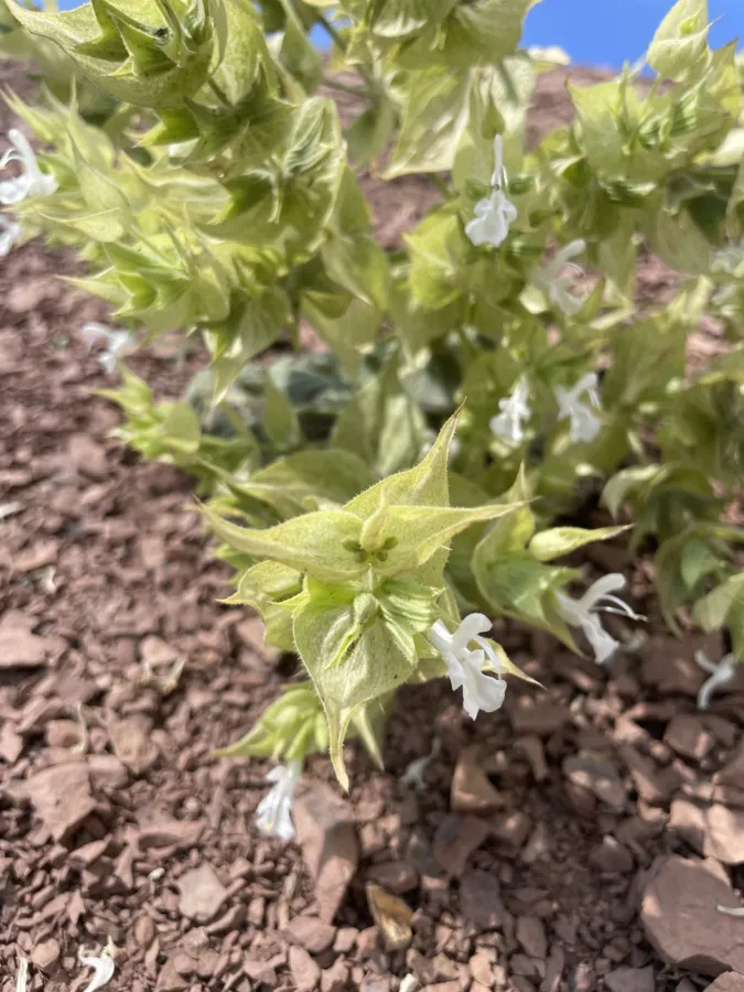 Salvia reuteriana