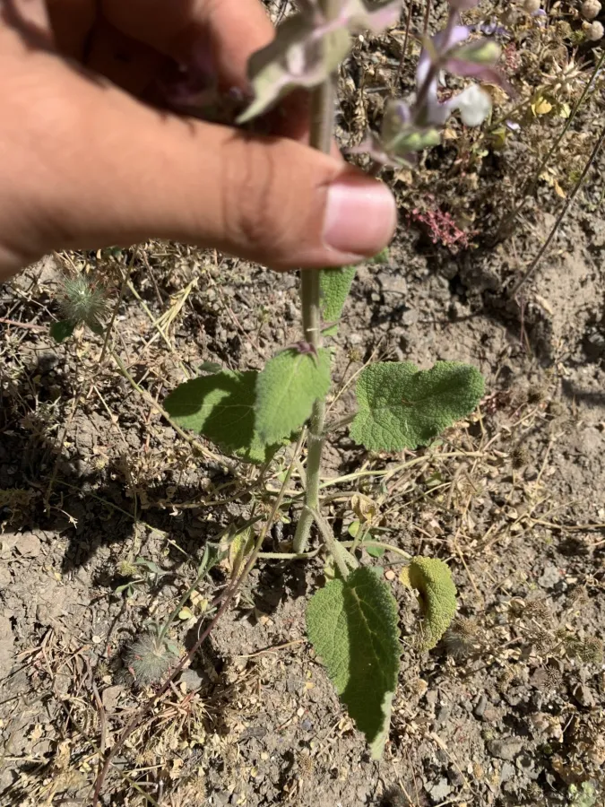 Salvia sclarea
