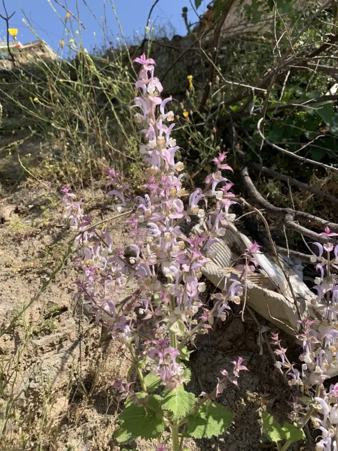 Salvia sclarea