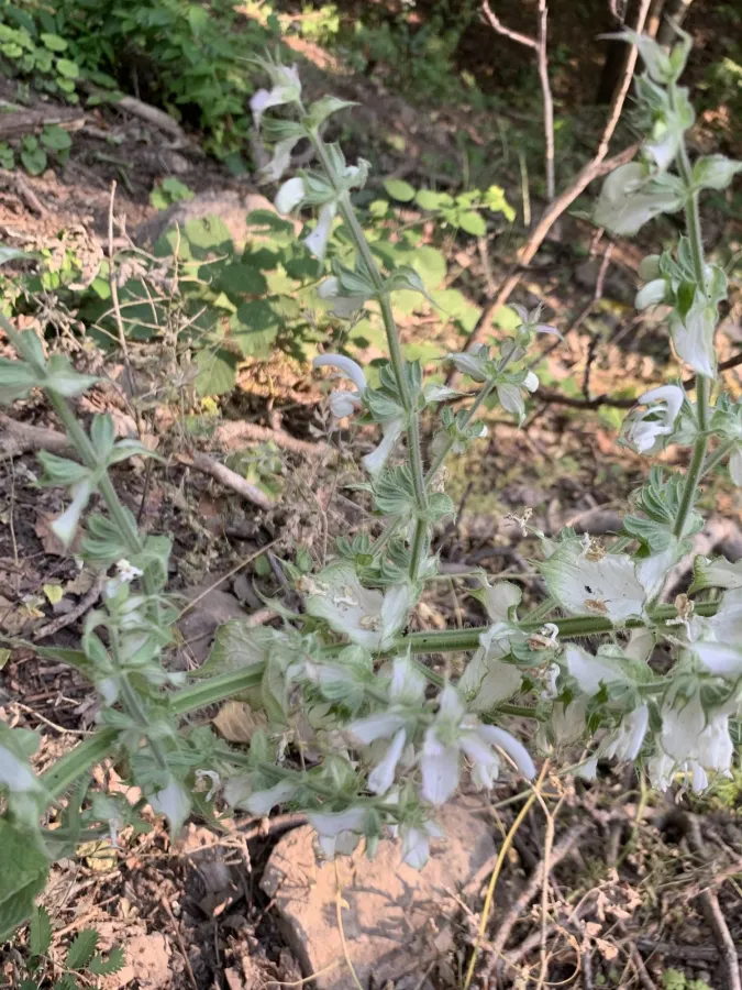 Salvia sclarea