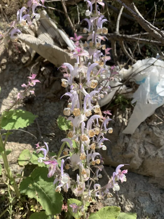 Salvia sclarea
