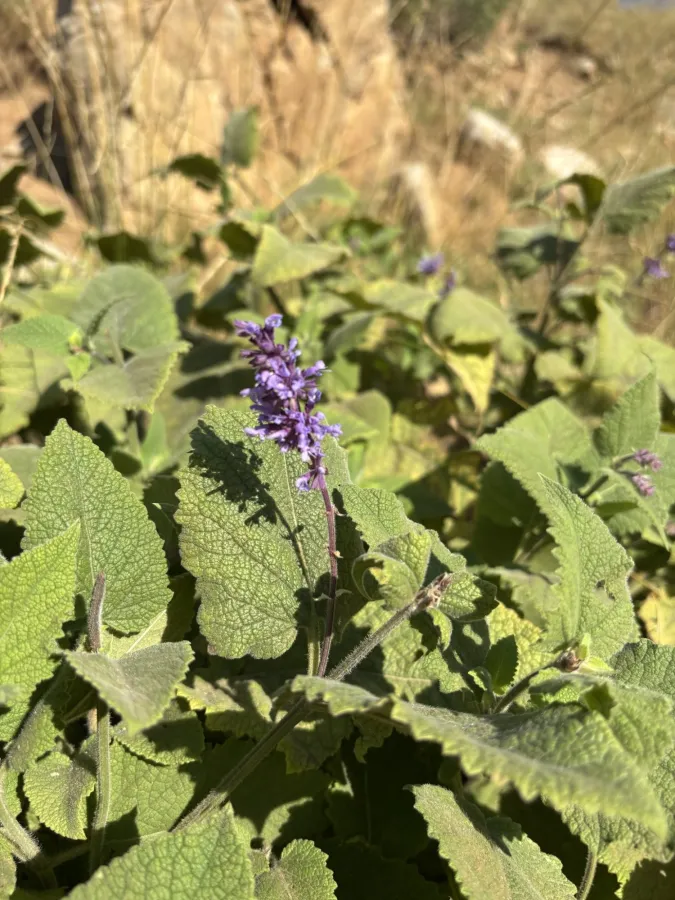 Salvia verticillata