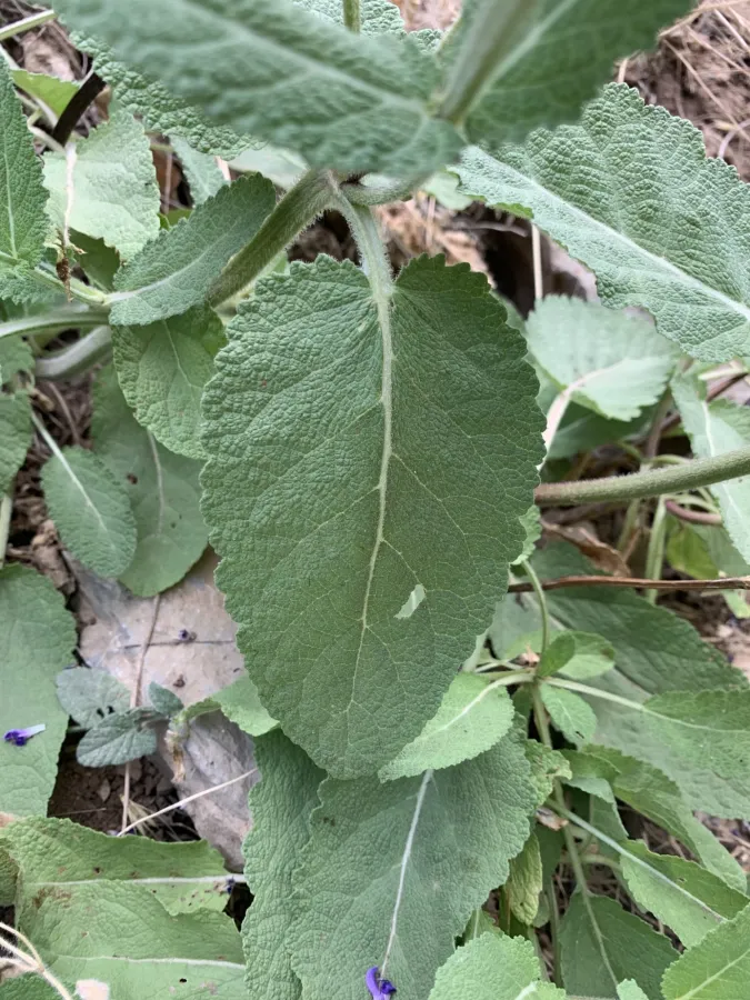 Salvia virgata
