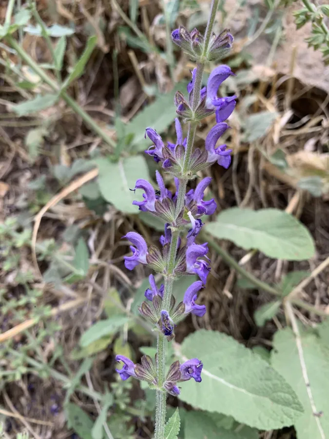Salvia virgata