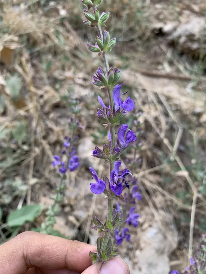 Salvia virgata