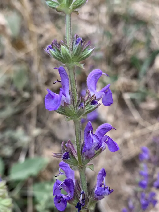 Salvia virgata