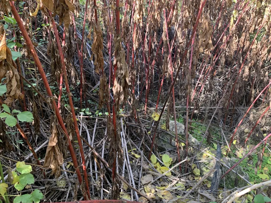 Sambucus ebulus