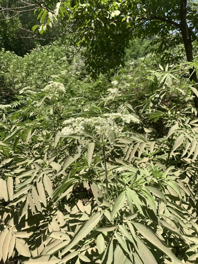 Sambucus ebulus