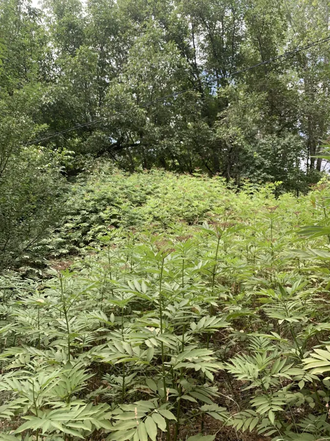 Sambucus ebulus