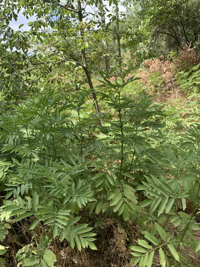 Sambucus ebulus