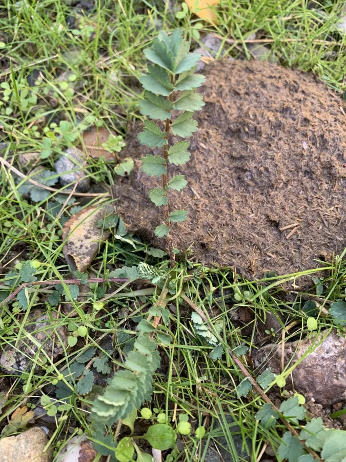 Sanguisorba minor