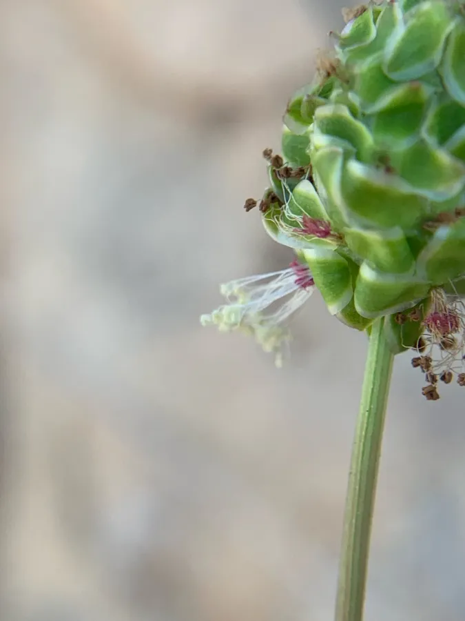 Sanguisorba verrucosa