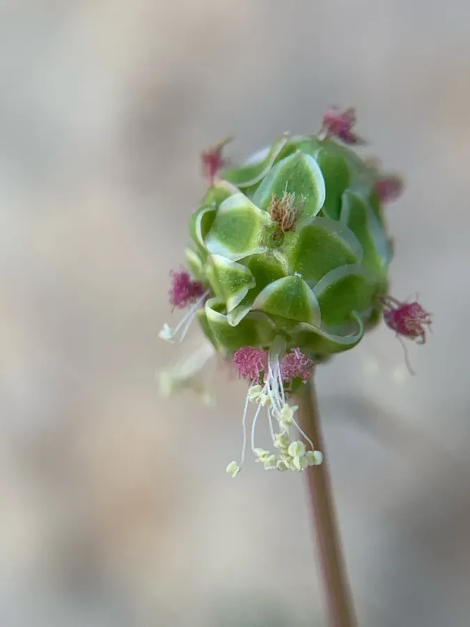 Sanguisorba verrucosa