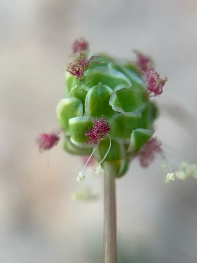Sanguisorba verrucosa