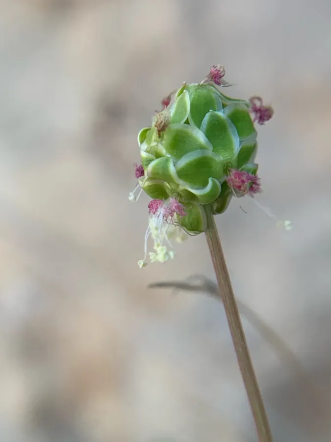 Sanguisorba verrucosa