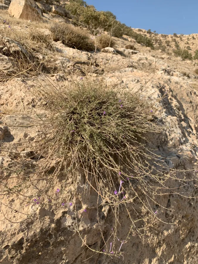 Satureja macrantha