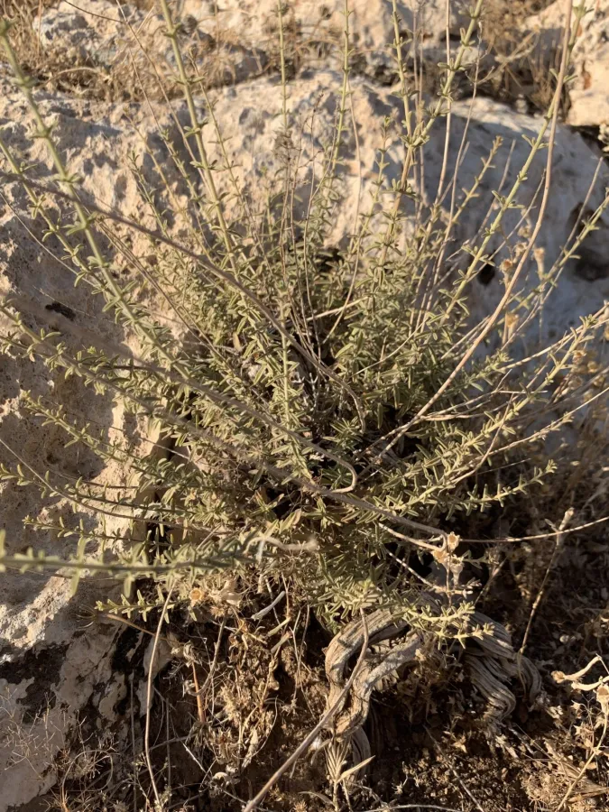 Satureja macrantha