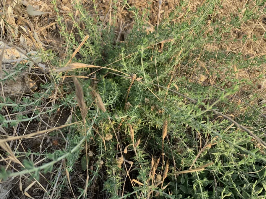 Satureja macrantha