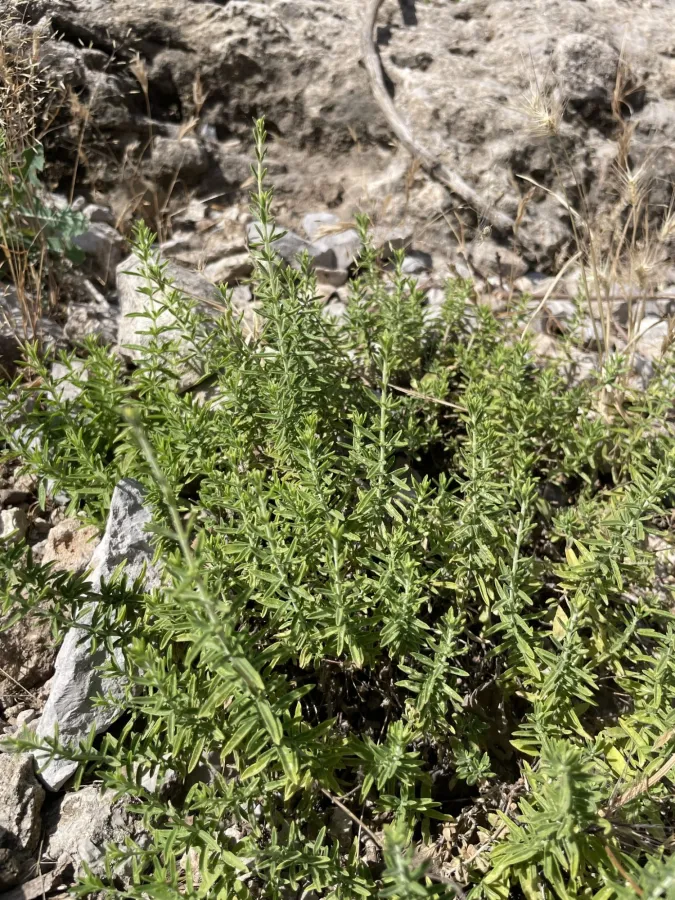Satureja metastasiantha