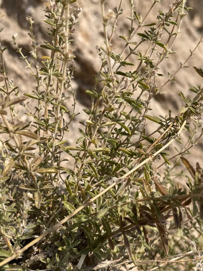 Satureja metastasiantha