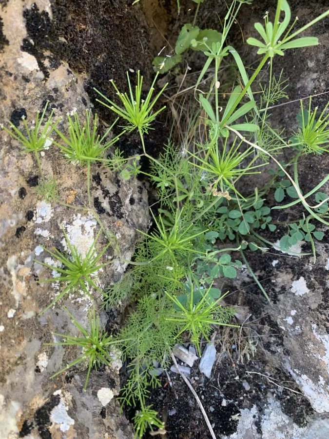 Scandix stellata
