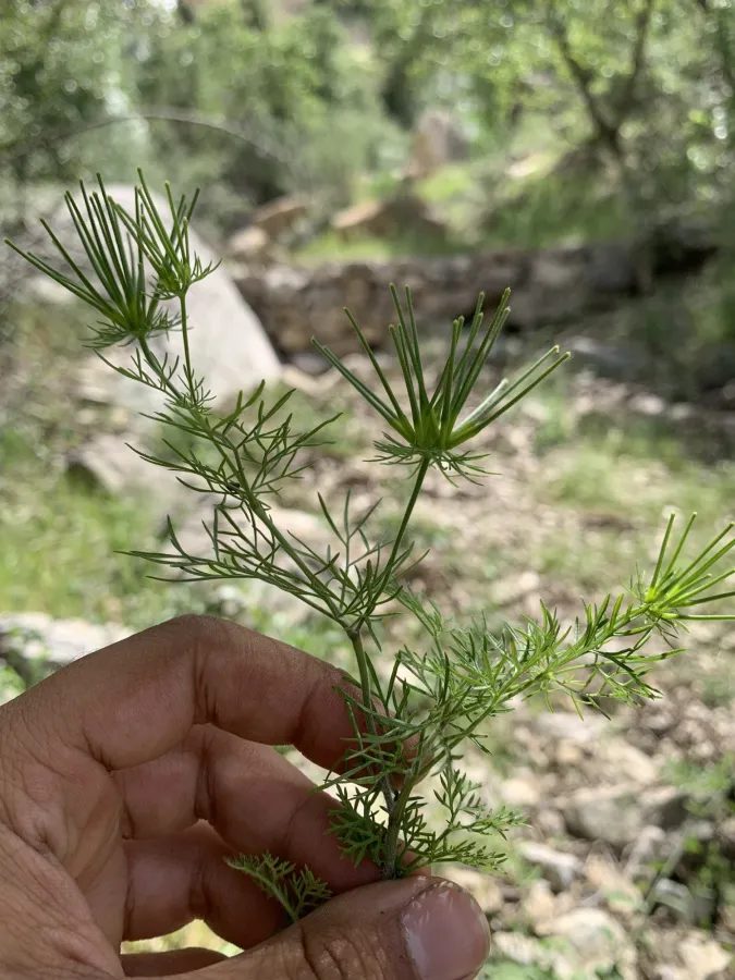Scandix stellata