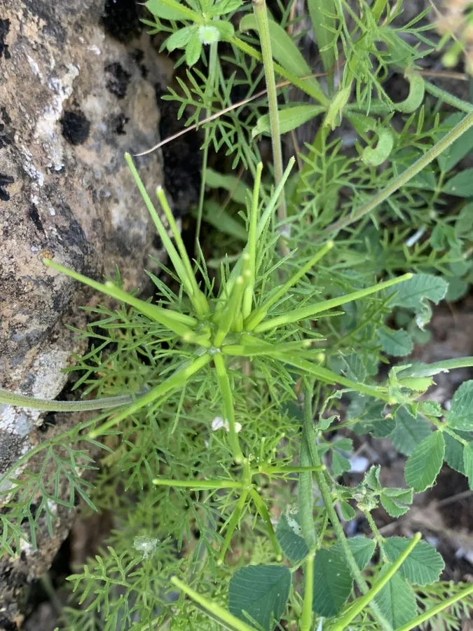Scandix stellata