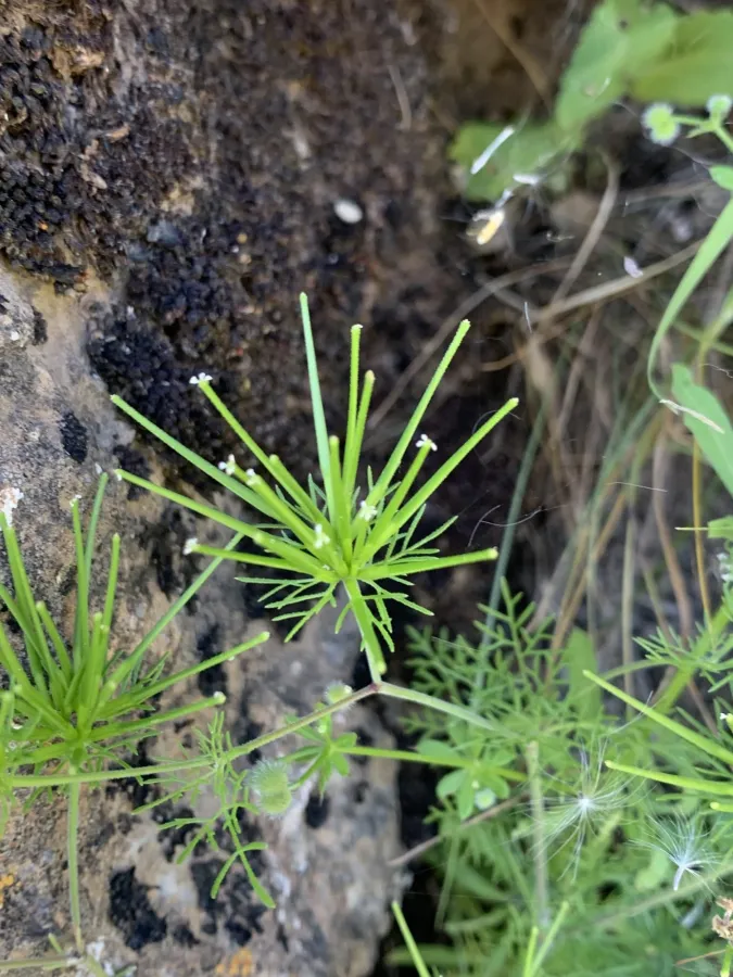 Scandix stellata