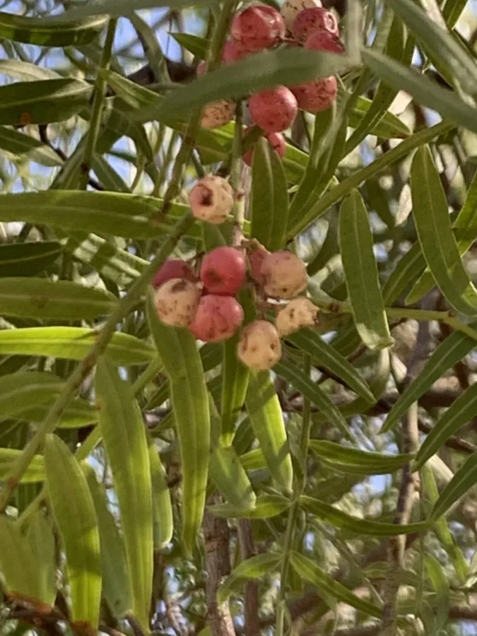 Schinus molle