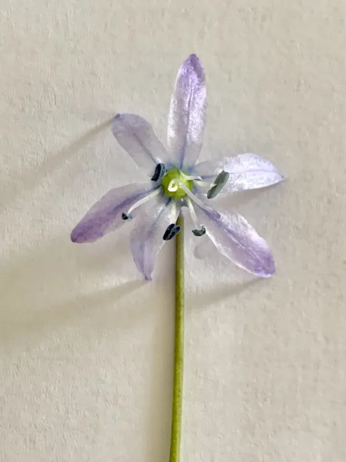 Scilla kurdistanica