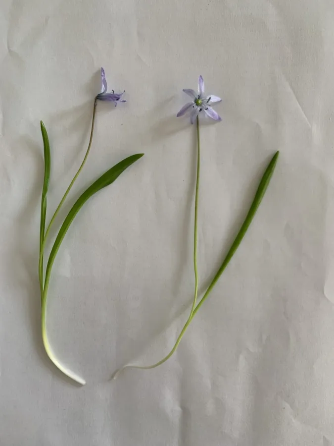 Scilla kurdistanica