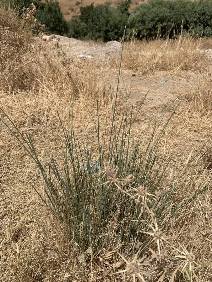 Scirpoides holoschoenus